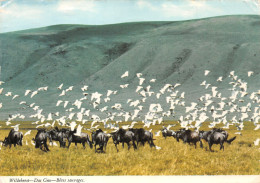 Delcampe - KENYA - Kenia