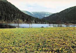 Delcampe - 88 XONRUPT LONGEMER LES JONQUILLES ET LE LAC - Xonrupt Longemer