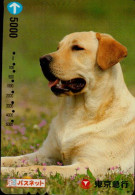 Delcampe - LOT DE 10 TELECARTES ETRANGERES... CHIENS  DIFFERENDS... - Chiens