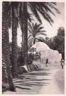 Delcampe - LIBYE TRIPOLI OASIS DE TAJOURA - Libyen