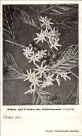 Delcampe - CPA Blüten Und Früchte Des Kaffeebaumes, Ceylon, Kaffeeimport Adolph Richter & Co., Hamburg - Altri & Non Classificati
