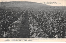 Delcampe - VERTUS - Les Vignes - Très Bon état - Vertus