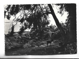 Delcampe - CPM  PHOTO AJACCIO  ROUTE DE SALARIO  En 1959! - Ajaccio