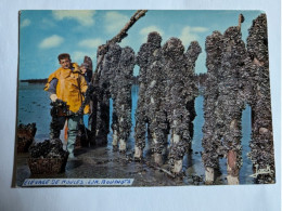 Delcampe - CP Couleurs De Bretagne Elevage De Moules Sur Bouchots - Bretagne