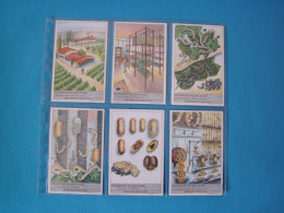 Delcampe - LIEBIG Serie N° 1370 Edizione Svizzera Cod.18v40 - Liebig