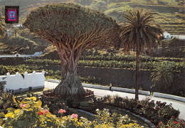 Delcampe - Espagne ICOD DE LOS VINOS TENERIFE - Tenerife