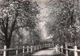 Delcampe - 14-CLECY-N°C-3671-B/0093 - Clécy