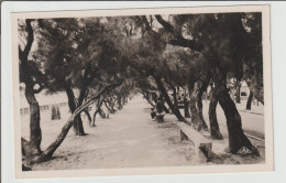 Delcampe - Charente  Maritime : FOURAS  : Les Sapinettes - Fouras-les-Bains