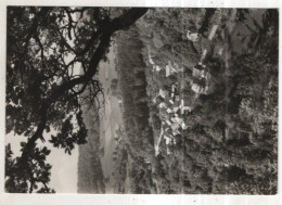 Delcampe - AK 262305 GERMANY - Altenbrak / Harz - Blick Vom Bösen Kleef - Altenbrak