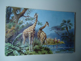 Delcampe - GERMANY  POSTCARDS  ANIMALS  GIRAFFES - Girafes