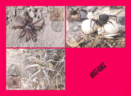 Delcampe - KYRGYZSTAN 2025 Fauna Insects Spiders Insect Spider Mi KEP 259-261 3 Maxicards Maximum Cards Maxicard Card - Kirgisistan