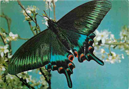 Delcampe - Carte Postale - Animaux - Papillons - Papilio Maacki - Japon - Photo Yves Lanceau - Carte éditée Par Le Comité National - Schmetterlinge