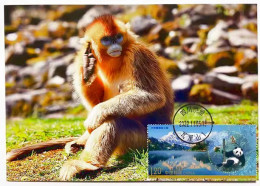 Delcampe - China Chine Cina 2022 Golden Snub-nosed Monkey 1v MC - Affen