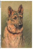 Delcampe - AXOP9-0935-ANIMAUX - Chien Labrador - Hunde