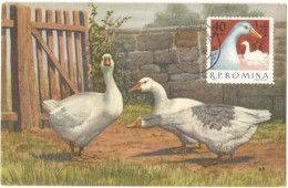 Delcampe - DOMESTIC GEESE NEAR STONE WALL, MAXIMUM CARD, CM, MAXI CARD, SIBIU, 1973, ROMANIA; - Maximumkarten (MC)