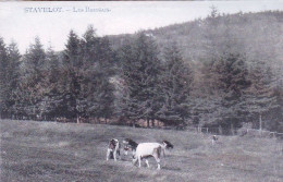 Delcampe - STAVELOT -   Les Bressais - Vaches Au Paturage - Stavelot
