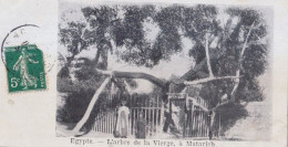 Delcampe - PJ- LE CAIRE - L 'ARBRE DE LA VIERGE , A MATARIEH - ANIMATION - MINI CARTE D ' ORIGINE - 14.0 X 7.5 - EN 1908 - Kairo