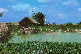 Delcampe - SINGAPOUR JURONG JURONG BIRD PARK - Singapour