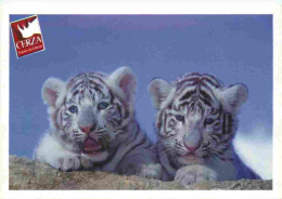 Delcampe - Carte Postale - Animaux - Fauves - Tigre - Tiger - Zoo De Hermival Les Vaux - Tigres Blancs Bébés - CPM - Voir Scans Rec - Tigers
