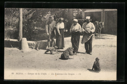 Delcampe - AK Blida, Gorges De La Chiffa, Au Ruisseau Des Singes, Affendressur - Singes