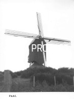 Delcampe - Foto Paal - Molen - Beringen