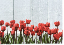 Delcampe - CPM - CANADA - QUEBEC - TULIPES AU PRINTEMPS - STEVE DESCHENES - Sonstige & Ohne Zuordnung