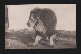 Delcampe - Animaux - Carte-Photo - Lion - Non Circulée - Löwen