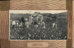 Delcampe - CPA Grasse Cueillette De Roses - Landbouw
