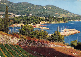 Delcampe - CARQUEIRANNE Vue Generale 19(scan Recto-verso) MA2143 - Carqueiranne