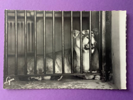 Delcampe - CPSM Petit Format   PARIS  Zoo De Vincennes  La Lionne    Très Bon état - Löwen