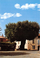 Delcampe - 83-RAMATUELLE-N°C-4366-D/0033 - Ramatuelle