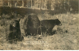 Delcampe - CARTE PHOTO OURS - Bears
