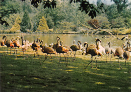 Delcampe - 56-MUZILLAC-N°C4103-D/0183 - Muzillac