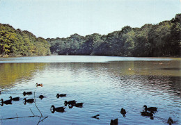 Delcampe - 62-SAINT OMER-N°C4103-C/0357 - Saint Omer