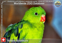 Delcampe - 01806 WZD • ZOO - Voliere Solothurn, CH - Regent Parrot (Polytelis Anthopeplus) - Soleure