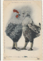 Delcampe - CHANTECLER De M. Edmond Rostand : P.LORSY La Poule Grise  DEREVAL La Pole Houdan - Theater