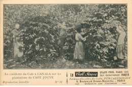 Delcampe - NOUVELLE CALEDONIE  Canala  Cueillette Du Café Sur Les Plantations ( Café JOUVE ) - New Caledonia