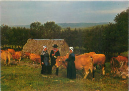 Delcampe - Troupeau Sur Les Monts D' Aubrac - Vaches      F 147 - Elevage