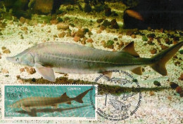 Delcampe - ESTURIÓN COMÚN. TARJETA MÁXIMA. - Fische