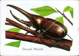 Delcampe - Image Dynaste Hercule - Autres & Non Classés