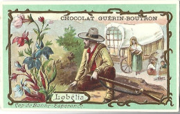 Delcampe - CHROMO - Chocolat GUERIN BOUTRON - Lobélia - Cap De Bonne Espérance - Guérin-Boutron