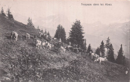 Delcampe - SUISSE TROUPEAU DANS LES ALPES - Sonstige & Ohne Zuordnung