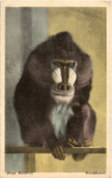 Delcampe - Singe Mandrill - Moonkey - Monos