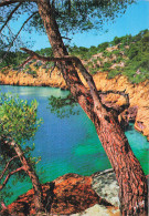 Delcampe - 13 CASSIS CALANQUE DE PORT PIN - Cassis