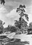 Delcampe - 78 VERNEUIL SUR SEINE PROMENADE EN FORET - Verneuil Sur Seine