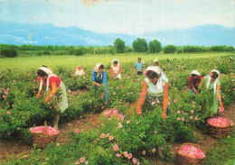 Delcampe - BULGARIE ROZOBER CUEILLETTE DES ROSES - Bulgaria