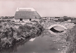 Delcampe - A IDENTIFIER-N°7038-C/0387 - Zu Identifizieren