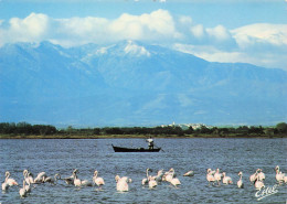 Delcampe - 66 CANET EN ROUSSILLON CANET PLAGE - Canet En Roussillon