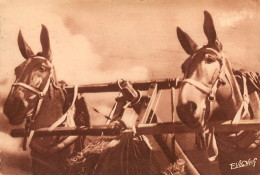 Delcampe - ATTELAGE DE MULES LANDAISES  31  (scan Recto-verso)MA200Bis - Capbreton