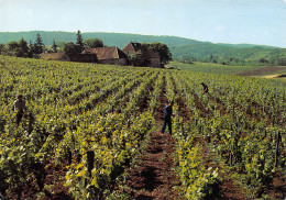 Delcampe - 39-ARBOIS-N°3461-C/0257 - Arbois